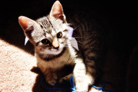 Furry Friends
